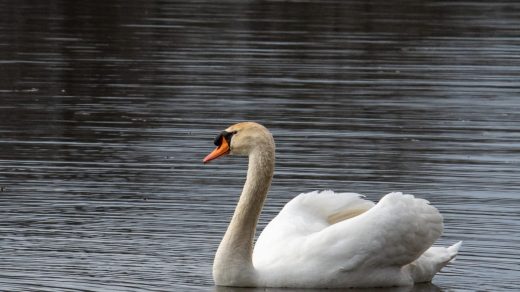 Интересные факты о лебедях