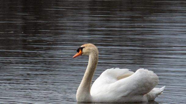 Интересные факты о лебедях