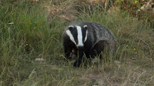 Интересные факты о барсуках