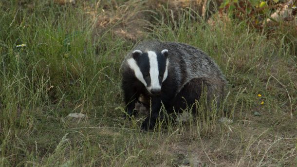 Интересные факты о барсуках