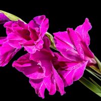 Гладиолустар туралы қызықты мәліметтер