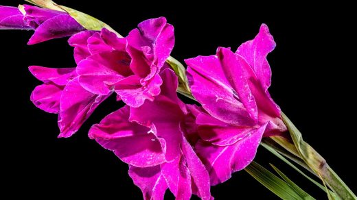 Гладиолустар туралы қызықты мәліметтер