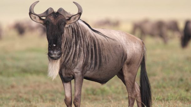 Интересные факты о гну 1 – MefgaFacts