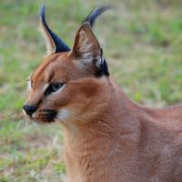 Интересные факты о каракалах