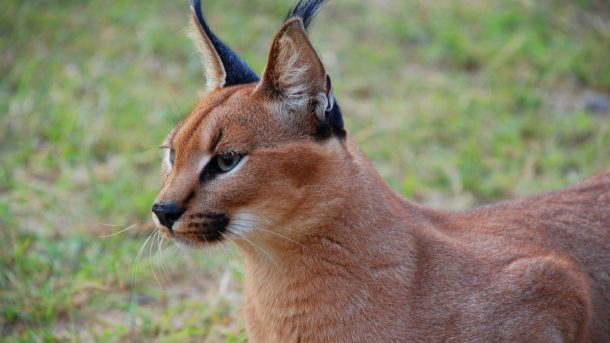 Интересные факты о каракалах