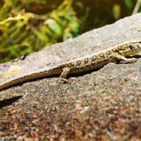 Кесірткелер туралы қызықты мәліметтер