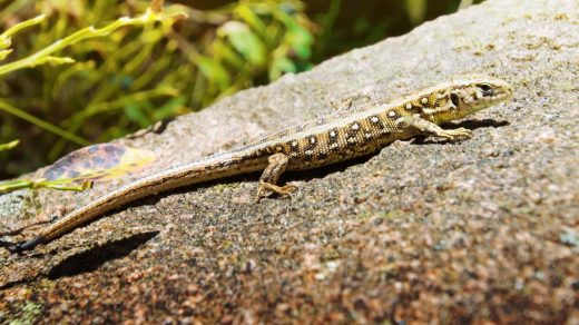 Интересные факты о ящерицах