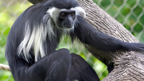 Интересные факты о колобусах