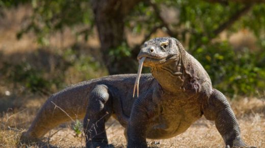Интересные факты о комодских варанах