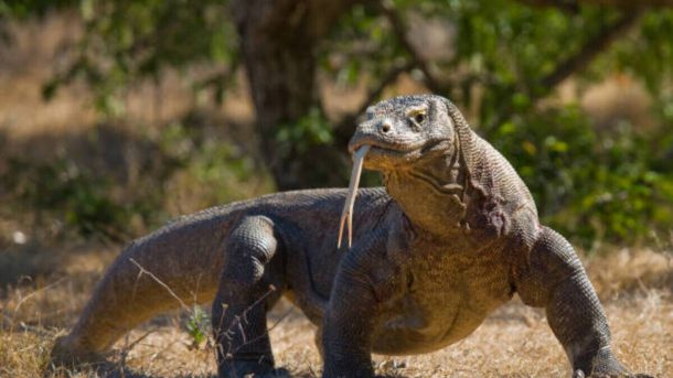Интересные факты о комодских варанах