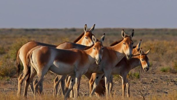 Интересные факты о пустынных животных Казахстана