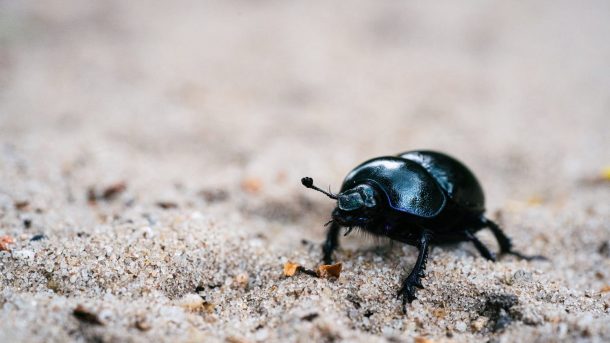 Интересные факты о жуках 1 – MefgaFacts