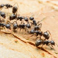 Интересные факты о муравьях