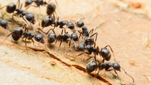 Интересные факты о муравьях