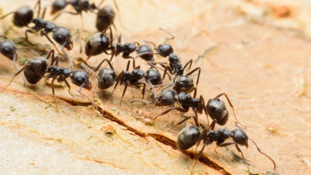 Интересные факты о муравьях 1 – MefgaFacts