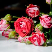 Интересные факты о розах