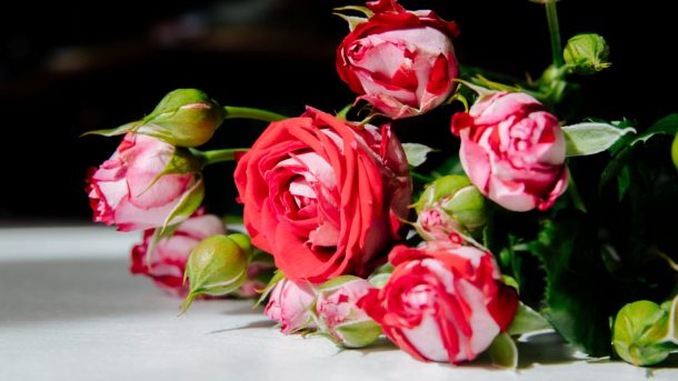 Интересные факты о розах