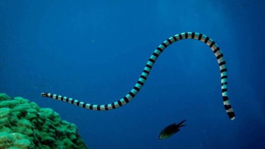 Интересные факты о морских змеях