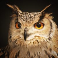 Интересные факты о совах