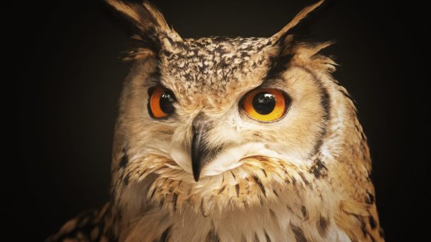 Интересные факты о совах