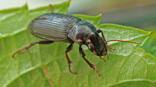 Интересные факты о жужелицах