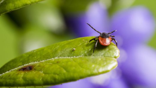 Кенелер туралы қызықты мәліметтер