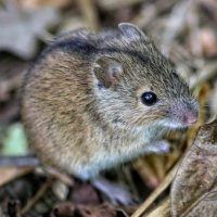 Далалық тышқандар туралы қызықты мәліметтер