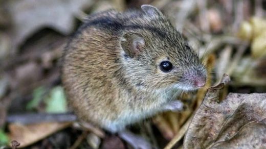 Далалық тышқандар туралы қызықты мәліметтер