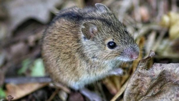 Далалық тышқандар туралы қызықты мәліметтер