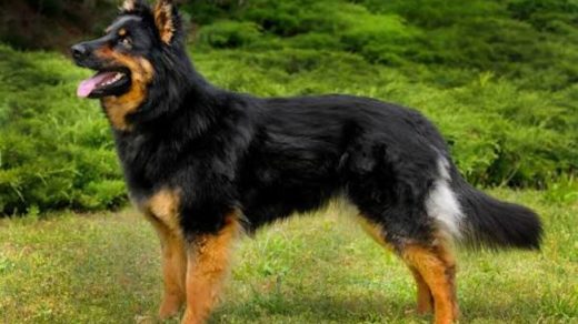 Қазақстандағы малшы иттер туралы қызықты мәліметтер